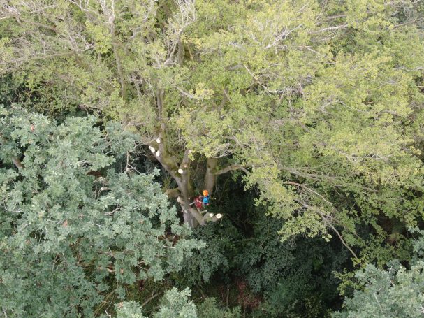 Schonende Fällung einer Buche in dichtem Bestand